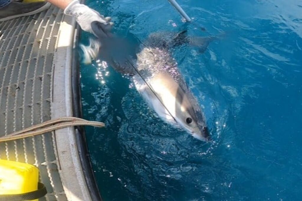 Sharknado? Die nächste Generation von Hurrikanprognostikern könnte Haie sein