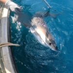 Sharknado? Die nächste Generation von Hurrikanprognostikern könnte Haie sein