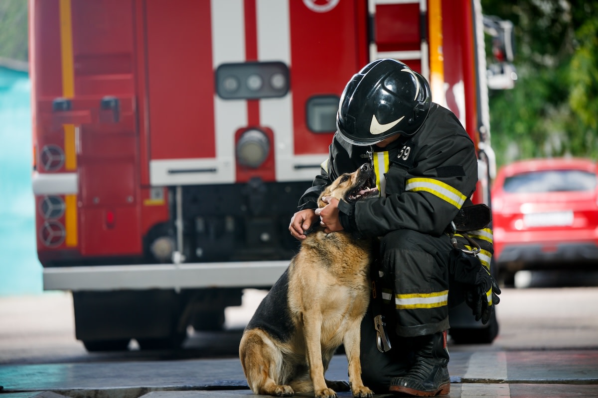 La dulce forma de consolar a los perros de los bomberos involucrados en el accidente automovilístico es tocar corazones