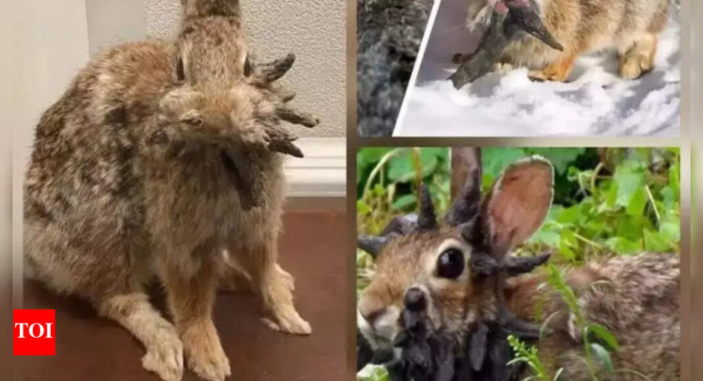 Dieses Virus verwandelt Kaninchen in „Zombie-Hasen“ mit hornartigen Wachstum-kann es sich auf Hunde oder Katzen ausbreiten? | Weltnachrichten Dieses Virus verwandelt Kaninchen in „Zombie-Hasen“ mit hornartigen Wachstum-kann es sich auf Hunde oder Katzen ausbreiten? | Weltnachrichten