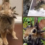 Dieses Virus verwandelt Kaninchen in „Zombie-Hasen“ mit hornartigen Wachstum-kann es sich auf Hunde oder Katzen ausbreiten? | Weltnachrichten