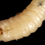 Tödlicher fleischfressender Parasit, der durch menschliches Fleisch findet | Welt | Nachricht