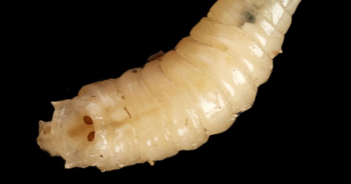 Tödlicher fleischfressender Parasit, der durch menschliches Fleisch findet | Welt | Nachricht