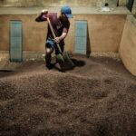 Das mit einem niedrigere Blutzucker verbundene Gewürz