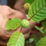 Warnungen auf Tiktok über ‚Feel Free‘ Getränke, die Kratom enthalten, die opioidähnliche Effekte haben