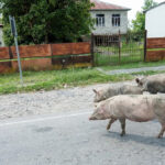 „Denken Sie daran, eine sichere Entfernung zu behalten.“