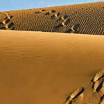 Wissenschaftler fanden 7.000 Jahre alte Mumien in der Wüste, die keine DNA mit modernen Menschen teilen Wissenschaftler fanden 7.000 Jahre alte Mumien in der Wüste, die keine DNA mit modernen Menschen teilen