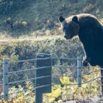 Horror, als Rentner von Bär der Kopf abgerissen wird | Welt | Nachricht Horror, als Rentner von Bär der Kopf abgerissen wird | Welt | Nachricht