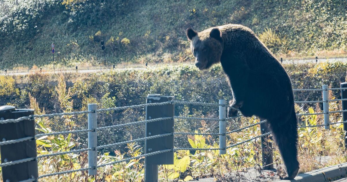 Horror, als Rentner von Bär der Kopf abgerissen wird | Welt | Nachricht Horror, als Rentner von Bär der Kopf abgerissen wird | Welt | Nachricht
