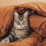 Tierarzt erklärt, ob Sie Katze oder Hund bei Ihrem Hund schlafen lassen sollten | Welt | Nachricht