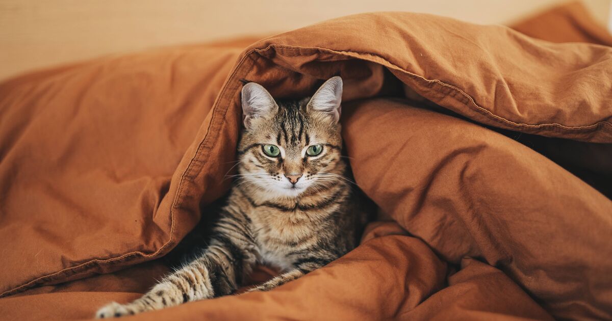 Tierarzt erklärt, ob Sie Katze oder Hund bei Ihrem Hund schlafen lassen sollten | Welt | Nachricht